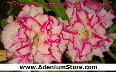 (image for) New Adenium \'Double at First Blush\' 5 Seeds